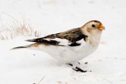 snow bunting